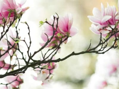 Garden-magnolia-1200x520-1